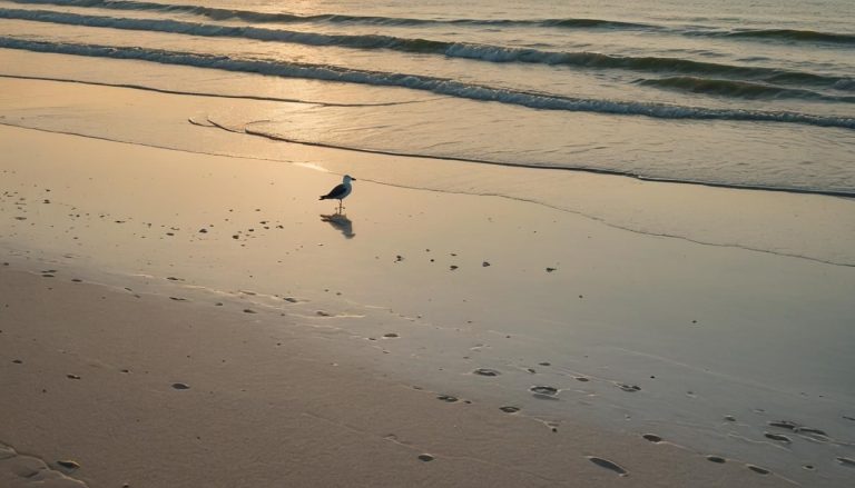 Y a-t-il des plages à Sarasota ?
